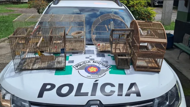 aves silvestres apreendidas Lavrinhas