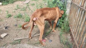 maus-tratos a cão em Pindamonhangaba